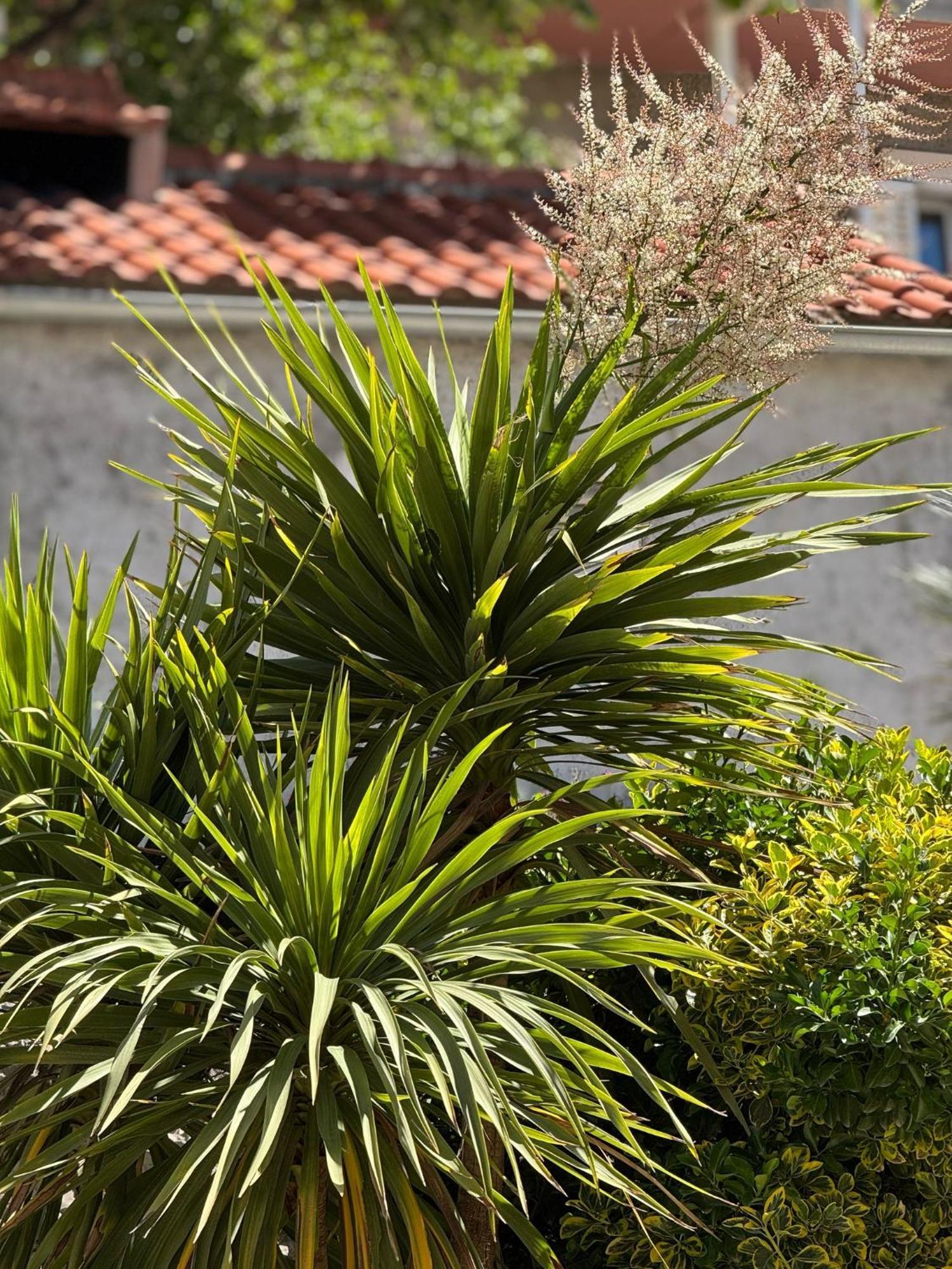 Apartment Biggy Cavtat Exterior foto